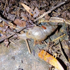 Bulimulus