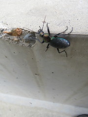 Carabus jankowskii