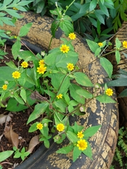 Melampodium divaricatum