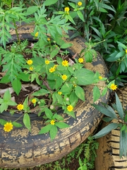 Melampodium divaricatum