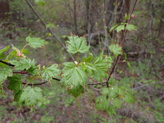Acer glabrum douglasii