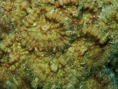 Rhodactis bryoides