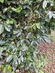 Coffea arabica