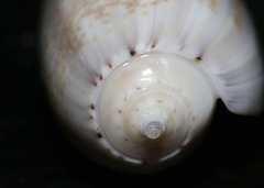 Oliva ornata