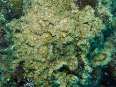 Rhodactis bryoides