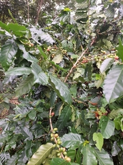 Coffea arabica