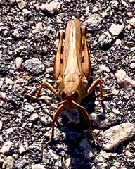 Melanoplus differentialis