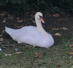 Cygnus olor