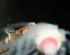 Arcturidae