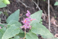 Salvia lasiantha