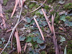 Peltigera venosa
