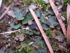 Peltigera venosa