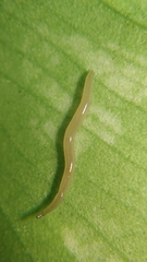 Rhynchodemus sylvaticus