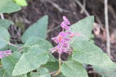 Salvia lasiantha
