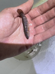 Umbra limi