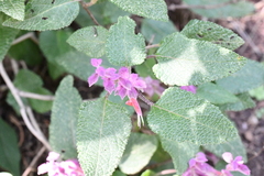 Salvia lasiantha