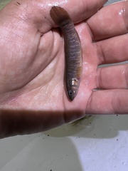 Umbra limi