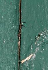 Bassaniana utahensis