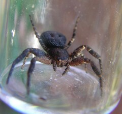 Bassaniana utahensis