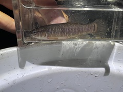 Umbra limi