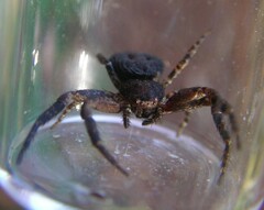 Bassaniana utahensis