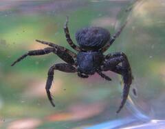 Bassaniana utahensis
