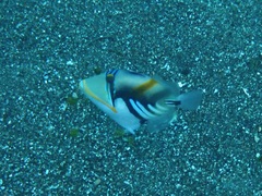 Rhinecanthus aculeatus