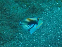 Rhinecanthus aculeatus