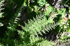 Myriopteris myriophylla