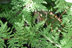 Myriopteris myriophylla