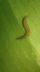 Rhynchodemus sylvaticus