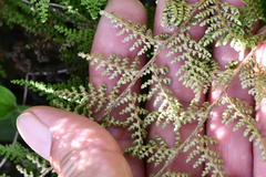 Myriopteris myriophylla