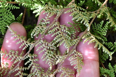 Myriopteris myriophylla