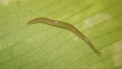 Rhynchodemus sylvaticus