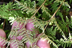 Myriopteris myriophylla