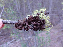 Tuckermanopsis platyphylla