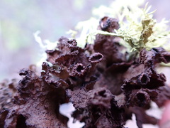 Tuckermanopsis platyphylla