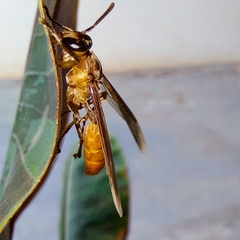 Apoica