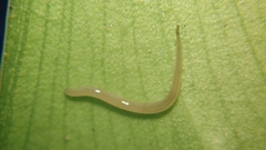 Rhynchodemus sylvaticus