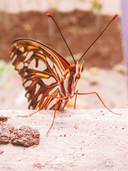 Dione vanillae