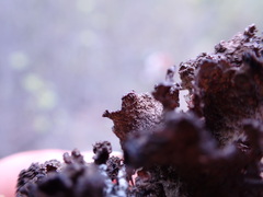 Tuckermanopsis platyphylla