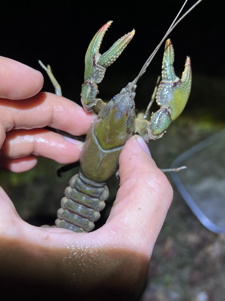 Warpaint Mudbug