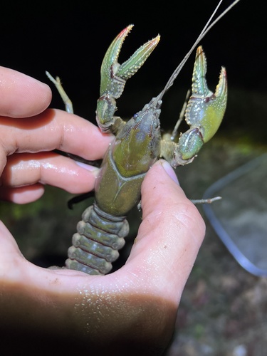 Warpaint Mudbug