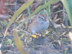 Spizelloides arborea