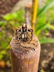 Megafreya sutrix