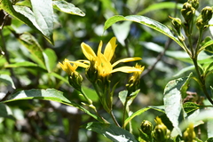 Dendroviguiera eriophora