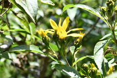 Dendroviguiera eriophora
