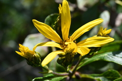 Dendroviguiera eriophora