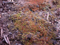 Ptychostomum imbricatulum