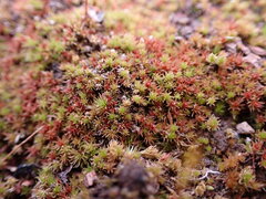 Ptychostomum imbricatulum